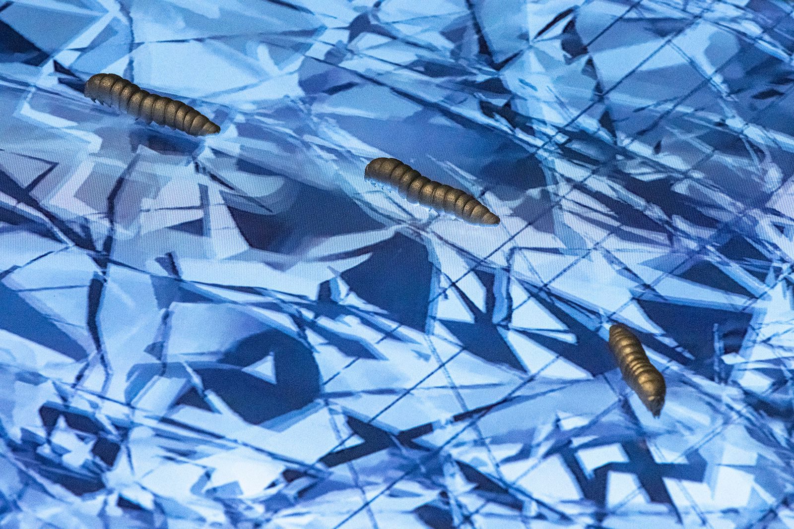 research-silkworm-path